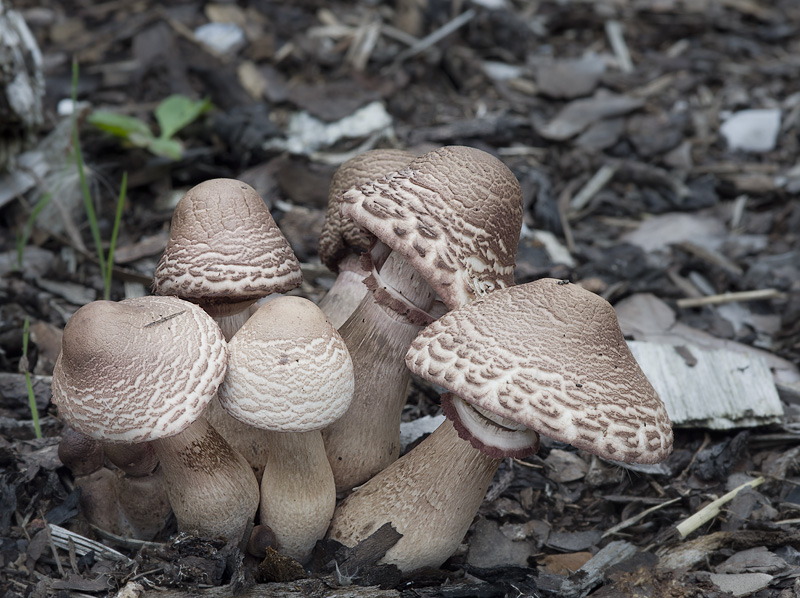 Leucoagaricus americanus